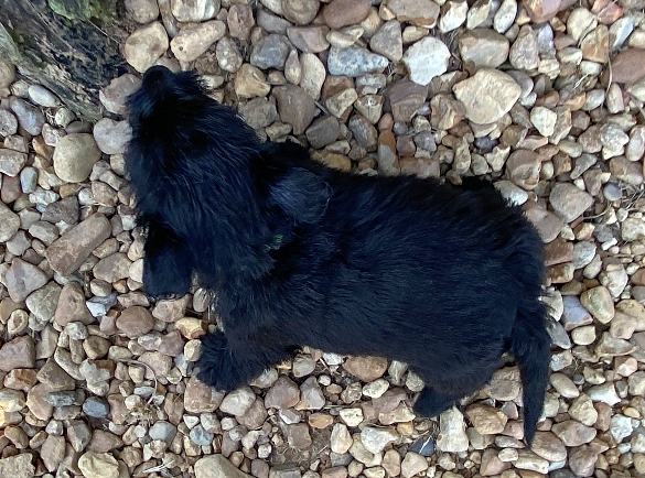 elphie 6wk 7