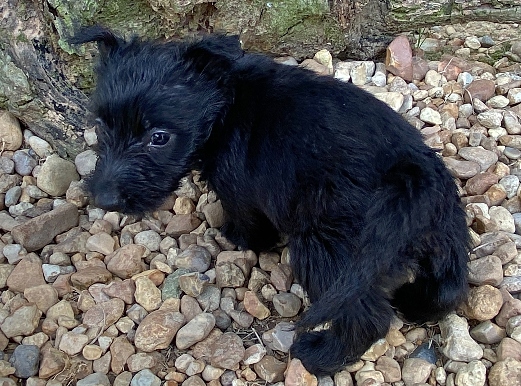 elphie 6wk 8