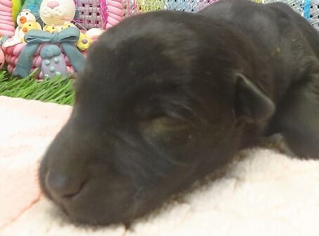 elsa 1wk 1 edited