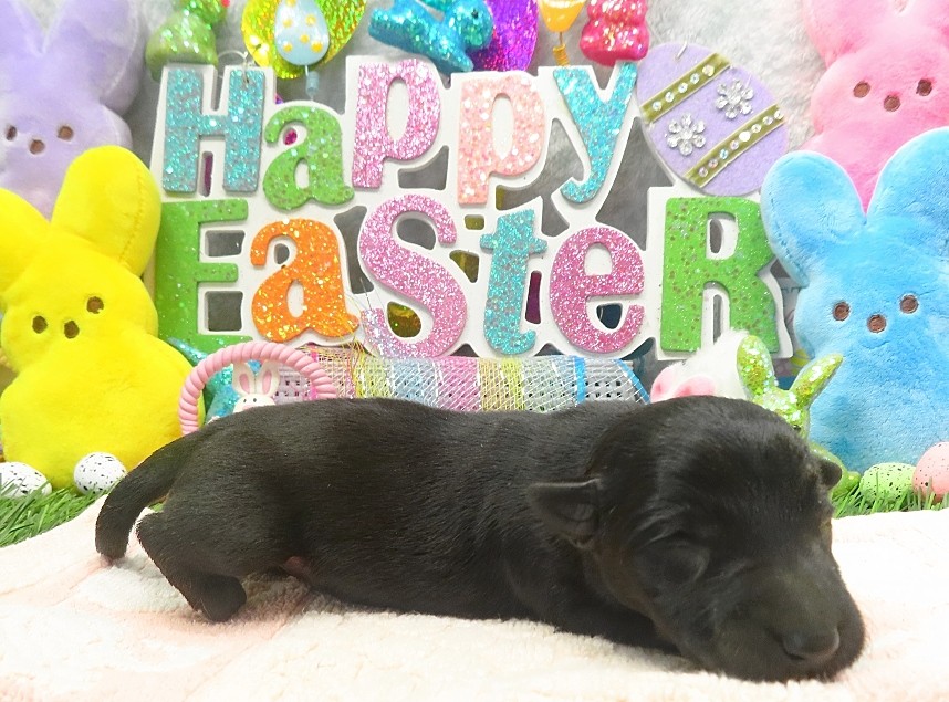 elsa 1wk 3
