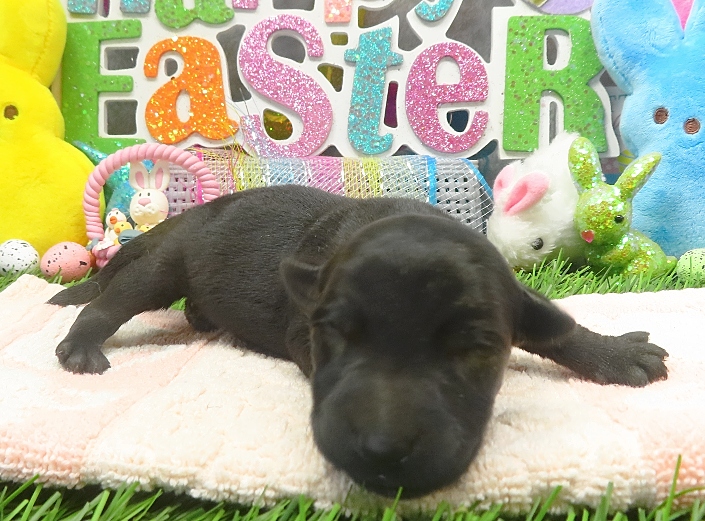 elsa 1wk 6