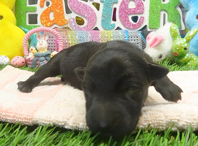 elsa 1wk 7
