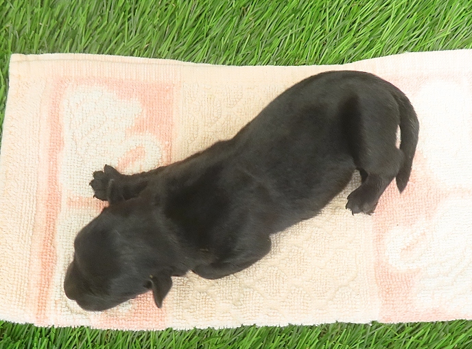 elsa 1wk 8