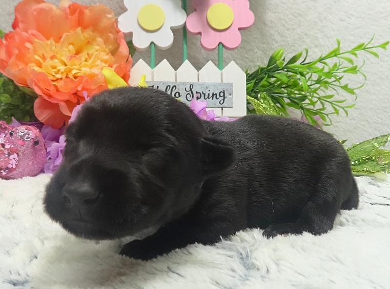elsa 2wk 2