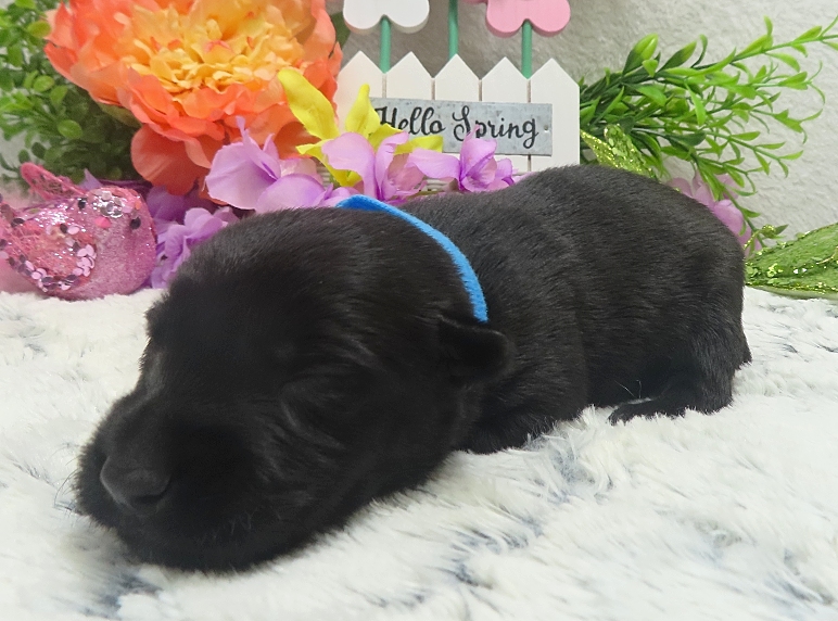 elsa 2wk 3