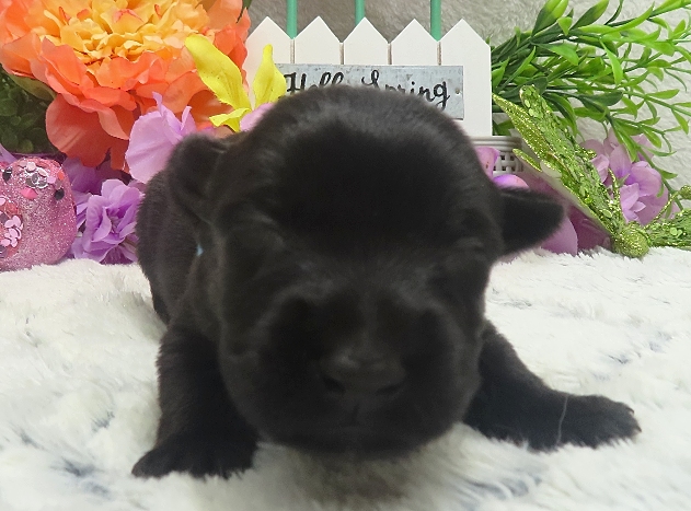 elsa 2wk 4