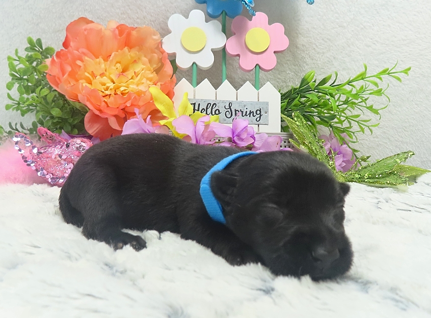elsa 2wk 5