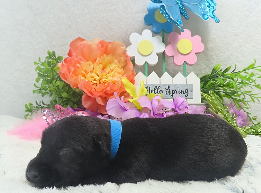 elsa 2wk 8