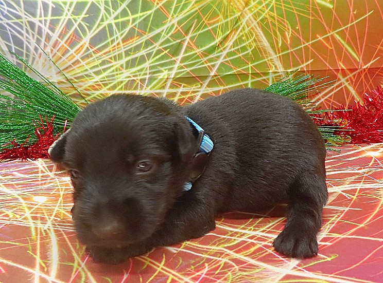 elsa 3wk 1