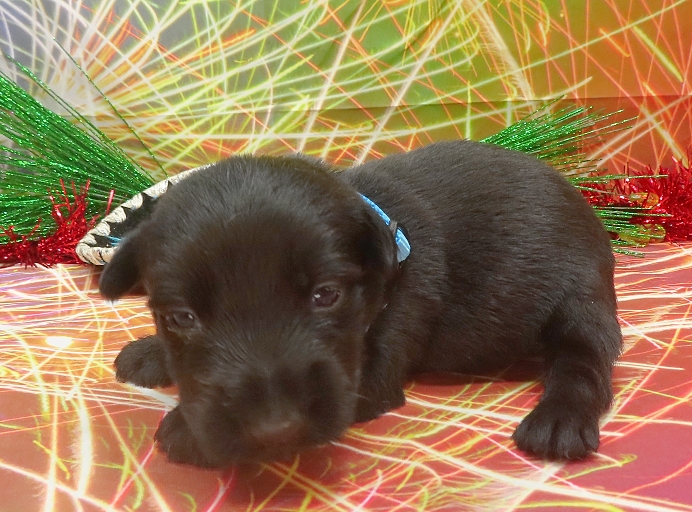 elsa 3wk 2