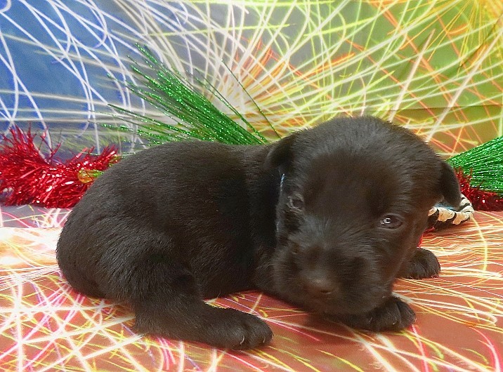 elsa 3wk 3