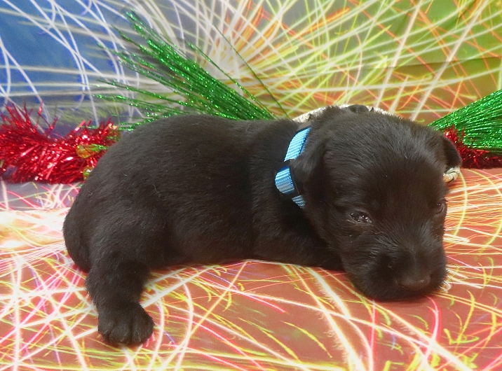 elsa 3wk 6