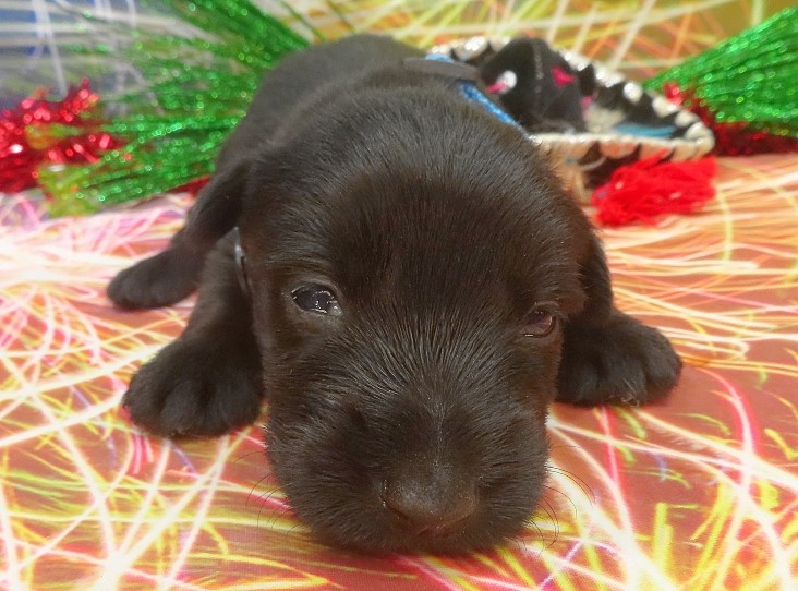 elsa 3wk 8