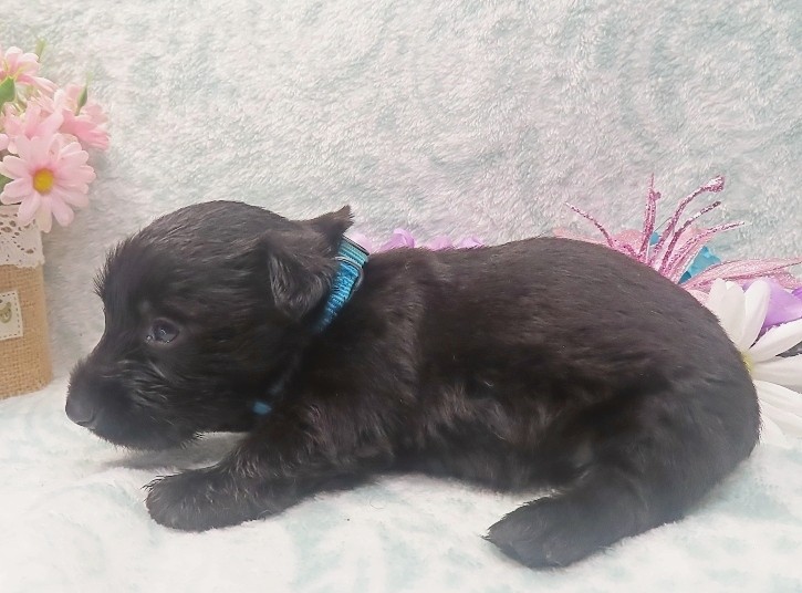 elsa 4wk 1