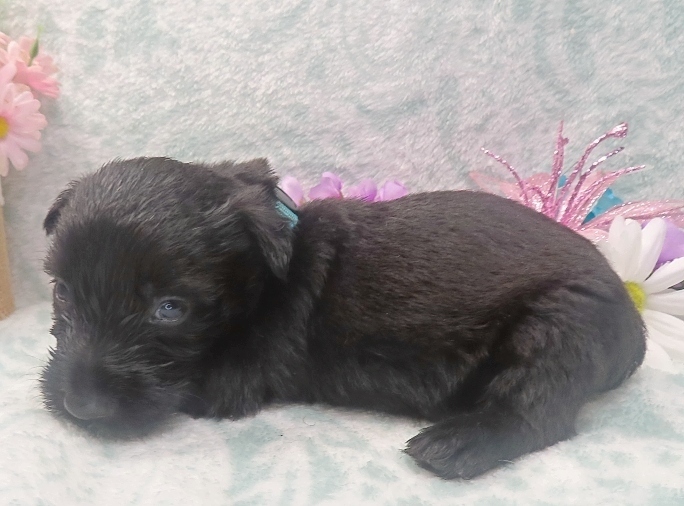 elsa 4wk 2