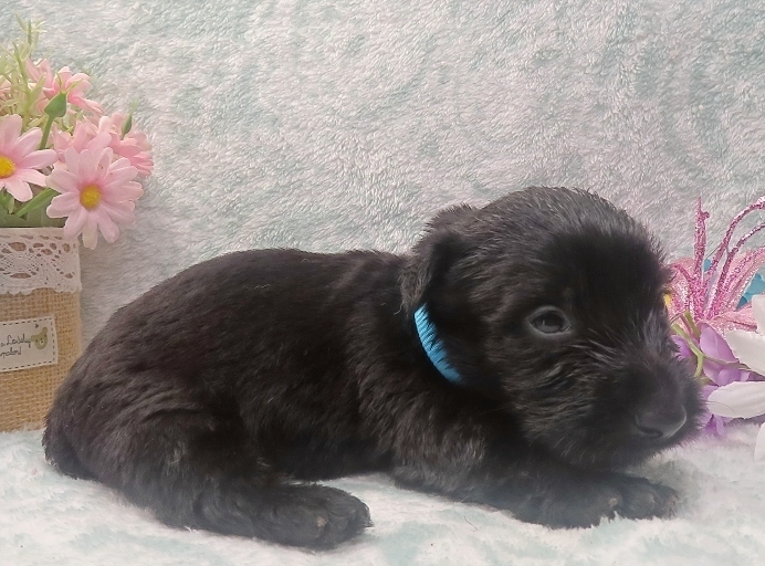 elsa 4wk 4