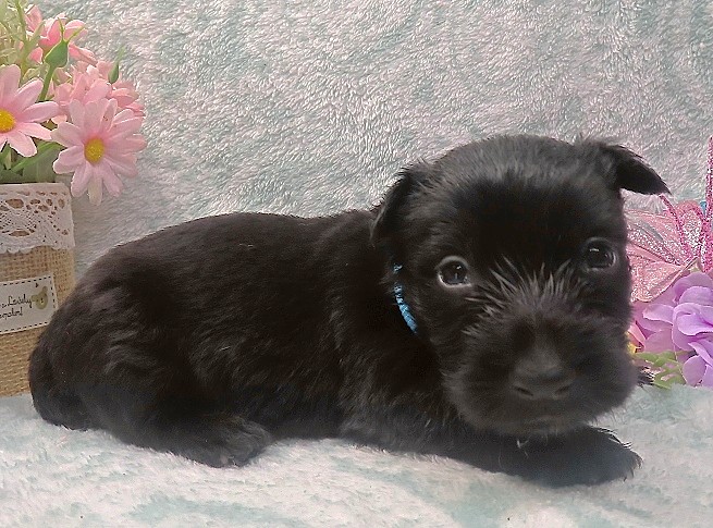 elsa 4wk 5