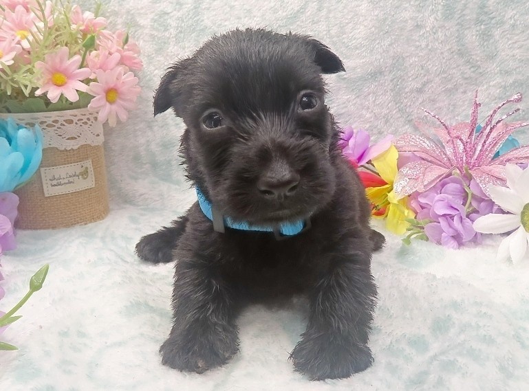 elsa 4wk 8