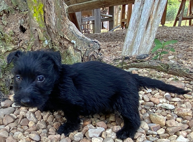 elsa 6wk 1