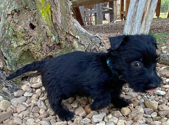 elsa 6wk 2