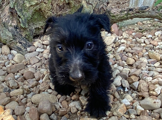 elsa 6wk 4