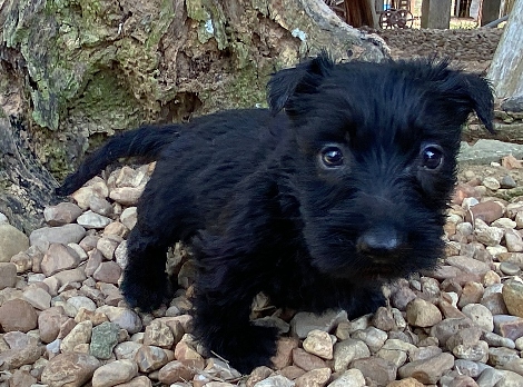 elsa 6wk 6