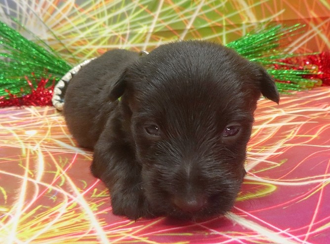 enrique 3wk 5