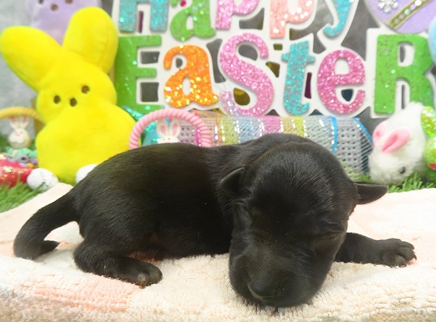 esme 1wk 4