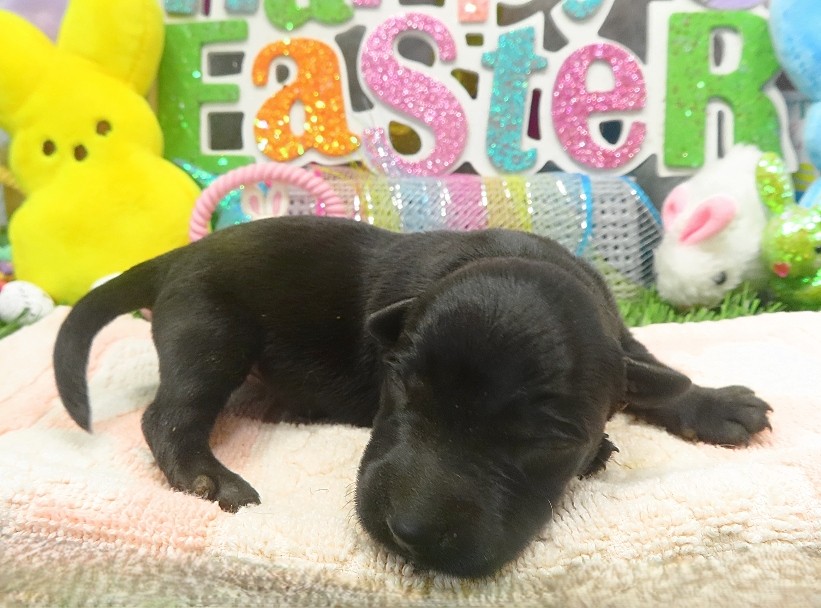 esme 1wk 5