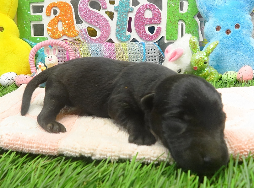 esme 1wk 8
