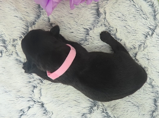esme 2wk 3