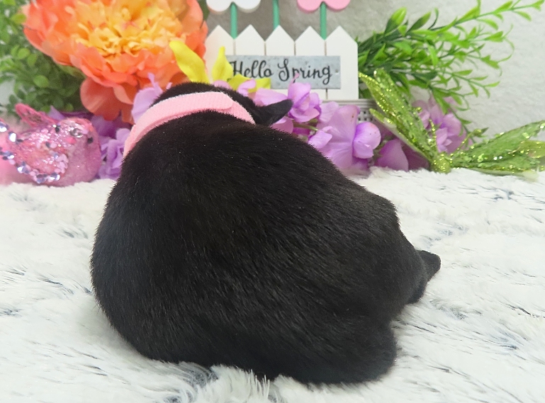 esme 2wk 4