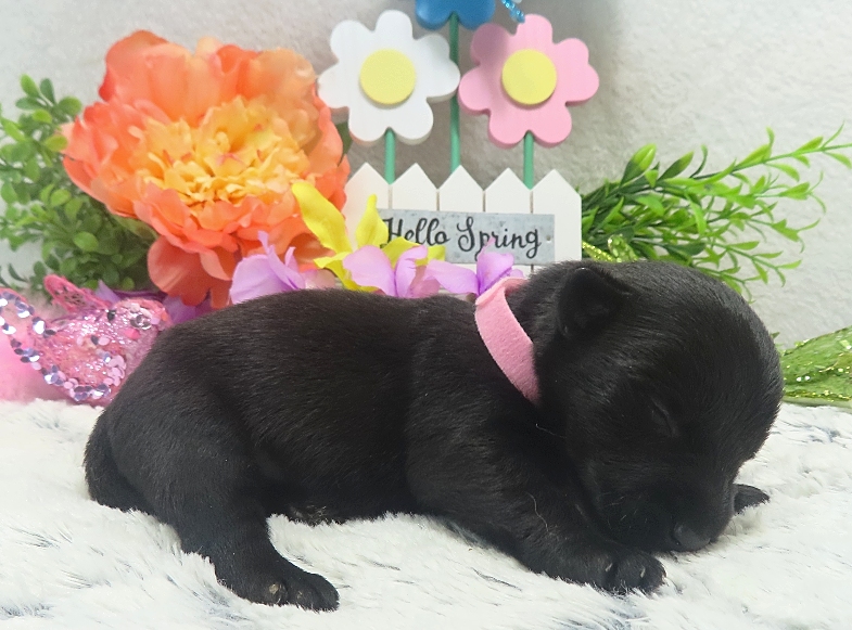esme 2wk 5