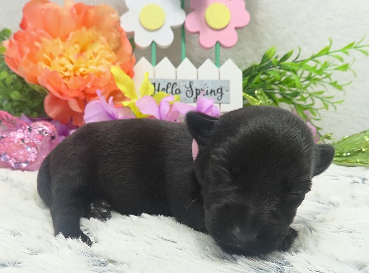 esme 2wk 6
