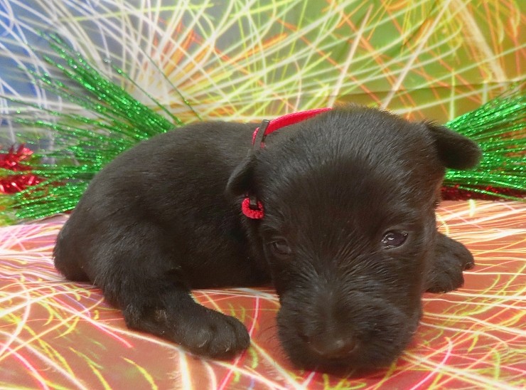 esme 3wk 2