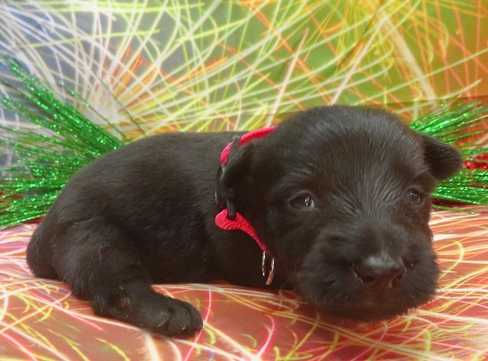 esme 3wk 3