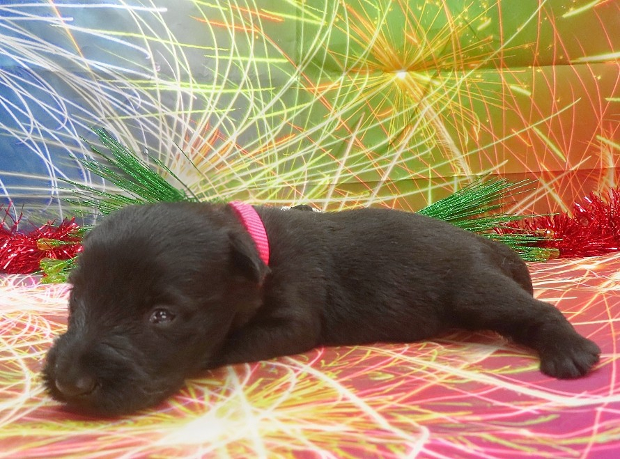 esme 3wk 5