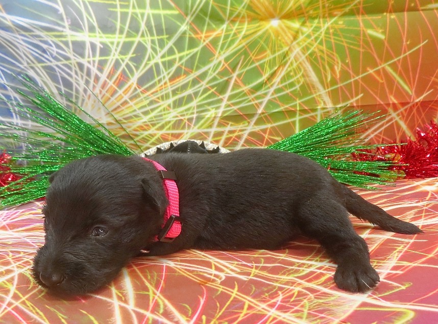 esme 3wk 7