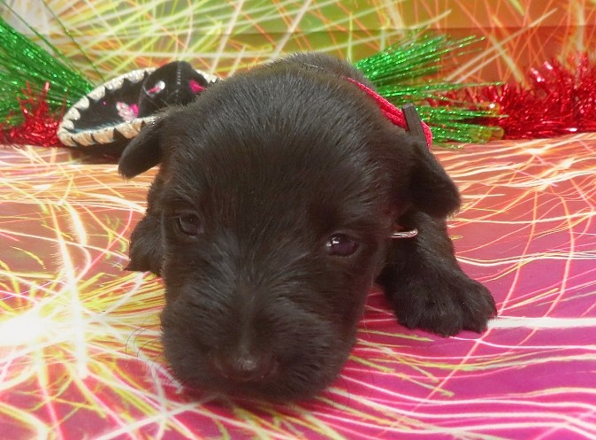 esme 3wk 8