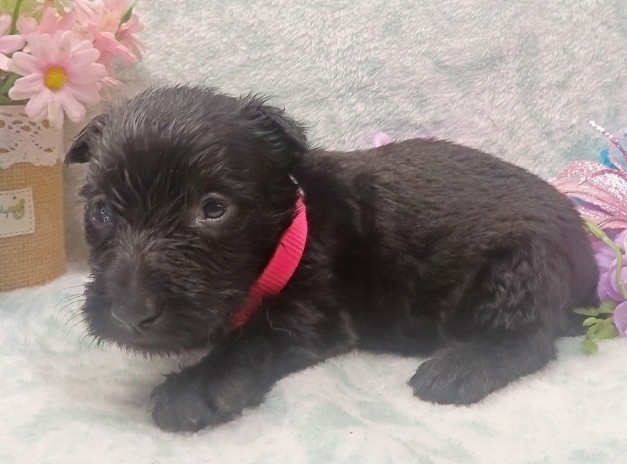 esme 4wk 1