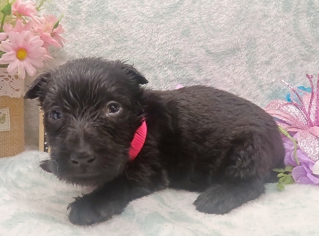 esme 4wk 2