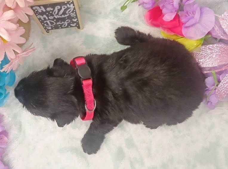 esme 4wk 3