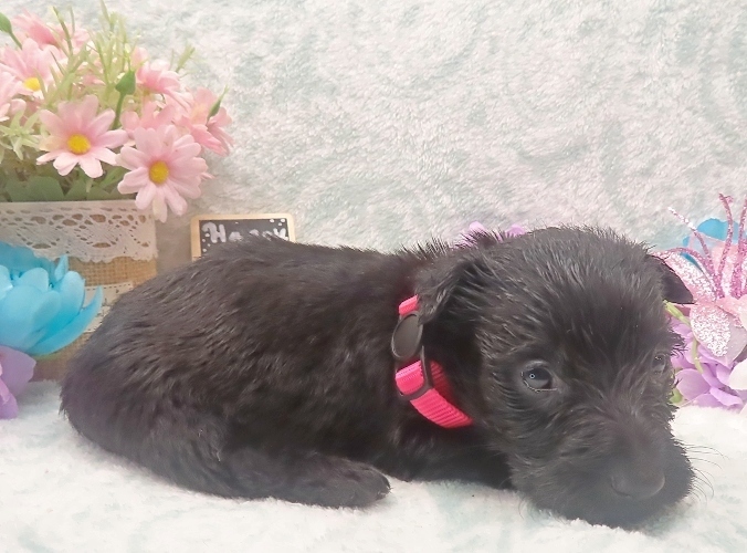 esme 4wk 5