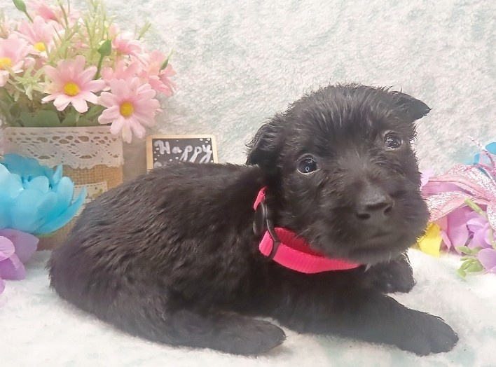 esme 4wk 6