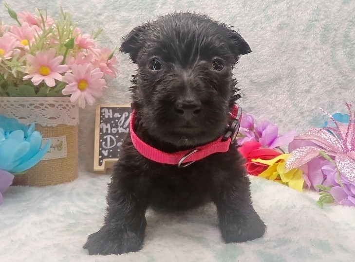 esme 4wk 7