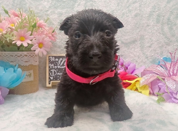 esme 4wk 8