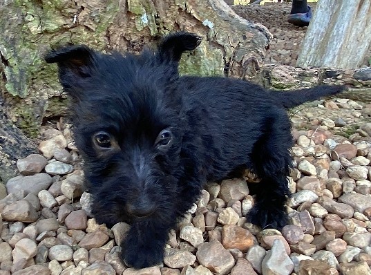 esme 6wk 1