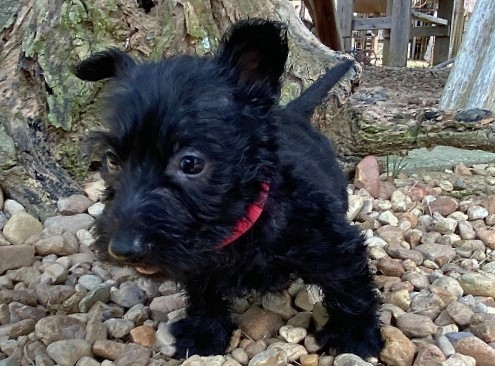 esme 6wk 3