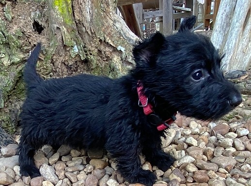 esme 6wk 4