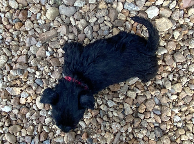 esme 6wk 6